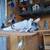 Fancy Pigeons - large variety 22 thumbnail