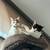 REHOMING TWO KITTENS 7 thumbnail