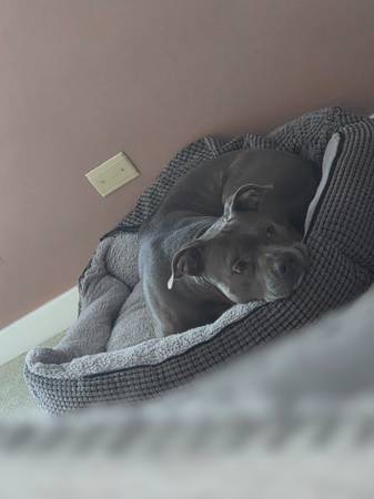 Myrlonette petcare 1