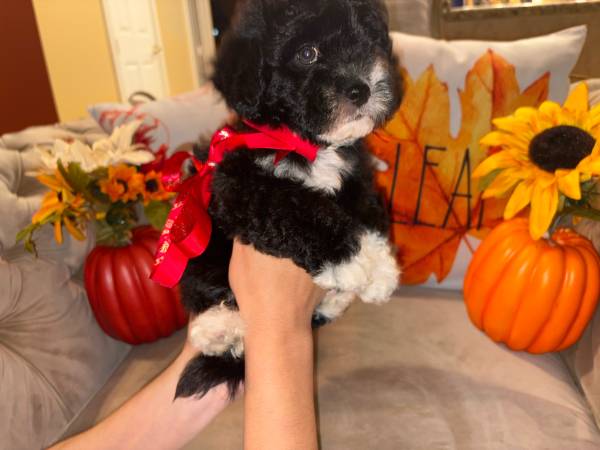 Multipoo (Hollywood)64288710683779124