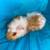 Guinea Pig Boys 4 thumbnail