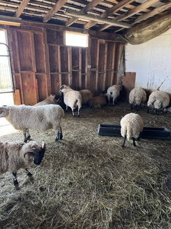 Scottish Blackface Sheep – 2 Rams & 2 Ewes 1