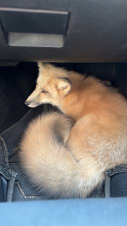 6 month old bottle fed fox 1