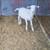 Katahdin ram lamb 1 thumbnail
