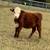 Micro Miniature Hereford Bull/Heifer/Cows=Cattle 8 thumbnail