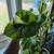 Trailing Pothos 5 thumbnail