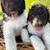 Schnoodles 1 thumbnail