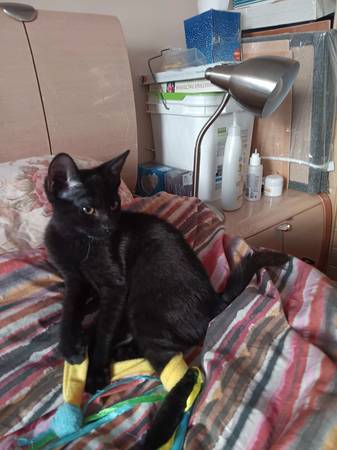 Gatitas negras cariñosas de 4 meses disponibles para adopción (Brooklyn)63875536128385123