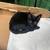 re-homing small kitten 3 thumbnail