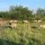 9 young ewe hair sheep katadin 1 thumbnail