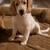 Goldendoodle Pups 15 thumbnail