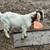 Boer goats 6 thumbnail