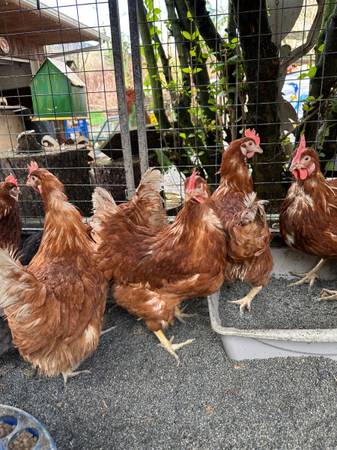 *CHICKS*PULLETS*HENS *GAMEBIRD*TURKEYS*GUINEAS*FEED*START@ 1