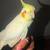 1 cockatiel 2 thumbnail