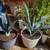 2 Matching Agave Plants (Super Low Price) 1 thumbnail