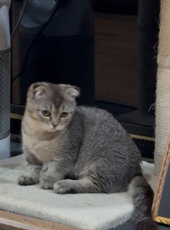 munchkin scottish fold kitten 1