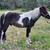 Mini ponies horses for sale - Mare or Stallion 6 thumbnail