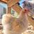 ISO These chicken breeds!! 10 thumbnail