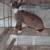 Rabbits 2 thumbnail
