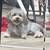 Mini Poodles 3 thumbnail