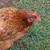 LAYING HENS 16 thumbnail
