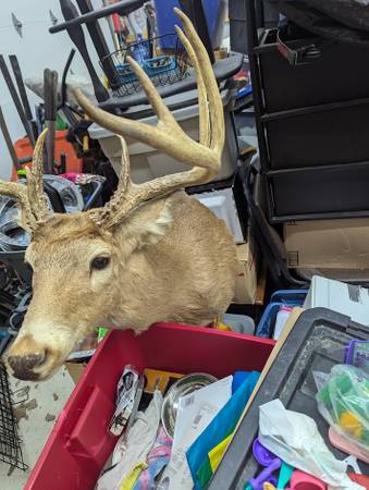 Deer Head 1