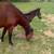 Paint Horse Liquidation 5 thumbnail