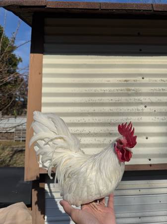 AZTECA Rooster Chicken 1