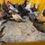 Chickens 21 thumbnail