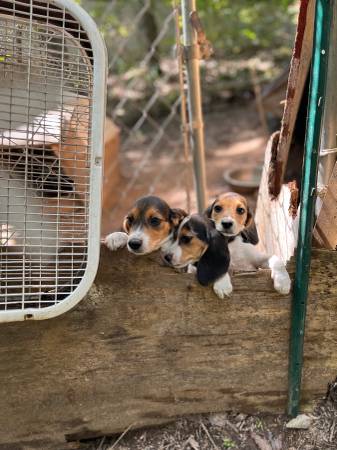 A K C beagle pupies (Gainesville)63739455549313122
