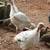Turkeys! 1 thumbnail