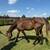 Thoroughbred Gelding - 13YO - Ex Race Horse - Very Sweet 3 thumbnail