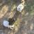 Two Great Farm Dogs in One - 1/2 Pyrenees;1/2 Blue Heeler 12 thumbnail