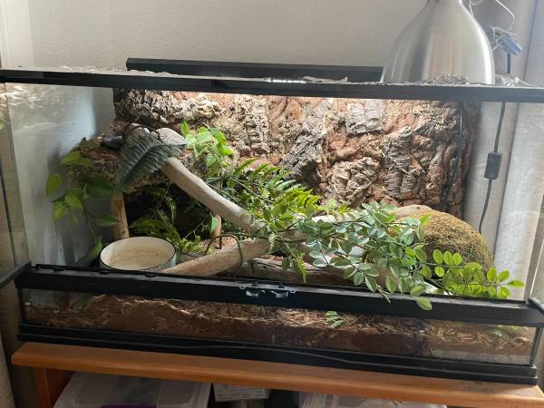 Ball Python + Supplies - Free (Wasilla)63981298150659121