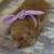 *** Golden Retriever Rehoming Fee *** 2 thumbnail