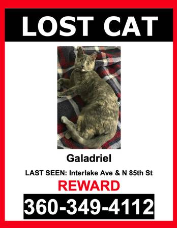 LOST PET - GOLDEN AND TAN / CAT / FEMALE - $$ Reward $$64192093970049120