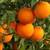 Citrus Trees 2 Feet Tall $20 - More Than 5000 Trees To Choose From $20 1 thumbnail