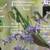 Have You Seen These Mantises? 2 thumbnail