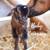 Purebred Nigerian Dwarf Goats (Doelings) 6 thumbnail