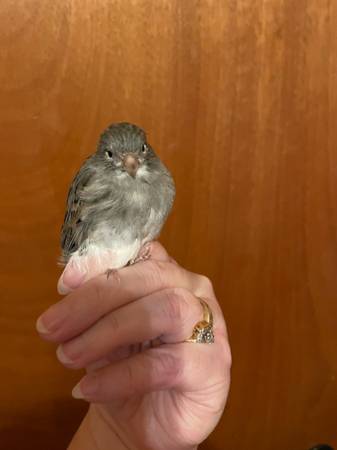Fife Canaries (Jackson)63941478315907121