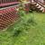 Red Oak saplings 2 thumbnail