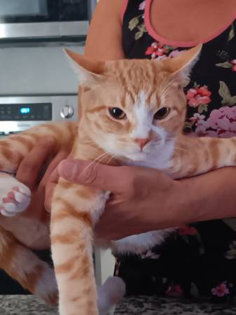 **Kittens Appx 9 mos.** Female & Male (Phoenix)63967426782082120