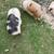 KuneKune Sows - Ready to breed this fall 8 thumbnail