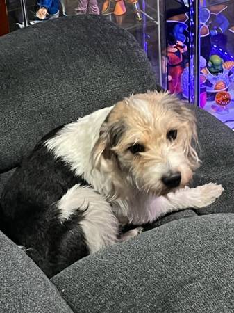 Male intact Dog in need of forever home! 1