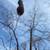 Tree removal!!Tree trimming!! Stump grinding!!Free Estimates 8 thumbnail