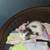 Kittens for free 4 thumbnail