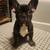 French Bulldog pups 1 thumbnail