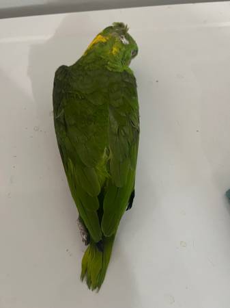 Dead bird wanted 1