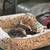 Cats that need more love 12 thumbnail