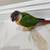Need new home for my Green Cheek Conure 2 thumbnail